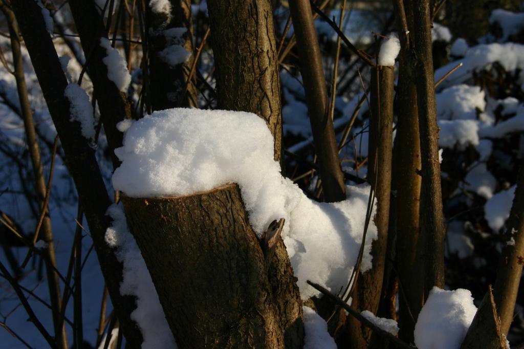 Nußstrauch mit Schnee.JPG - Nußstrauch mit Schnee